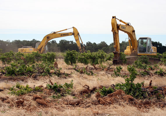 Vineyard Removal